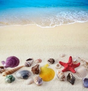 Starfish and shells on beach For blog